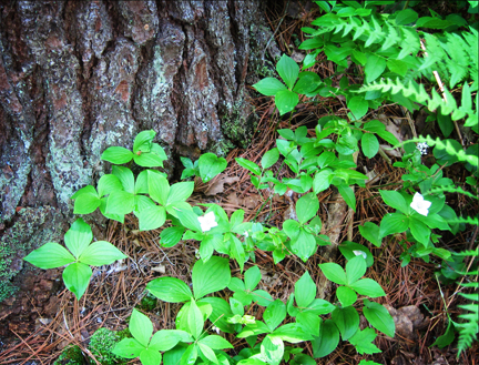 Adirondack Wildflowers:  Bunchberry in bloom at the Paul Smiths VIC